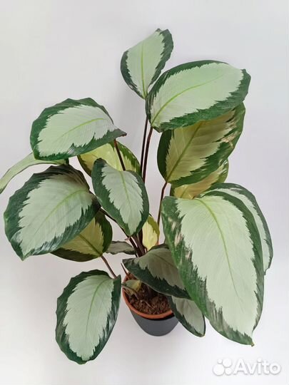 Калатеи микс