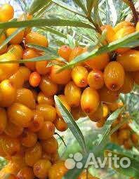 Облепиха саженцы