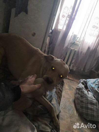 Собака на вязку
