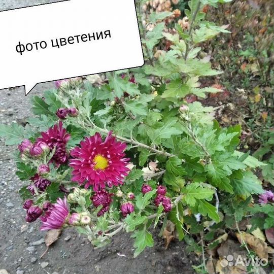 Хризантема Седая дама