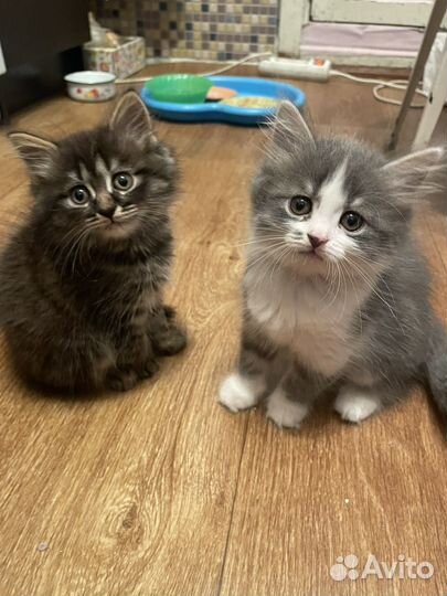 Британские котята