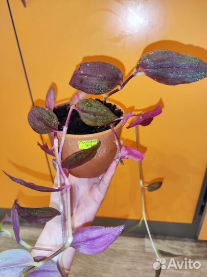 Традесканция Chokolate Hill (шоколадный холм)