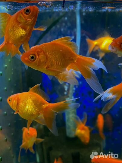 Аквариумные рыбки