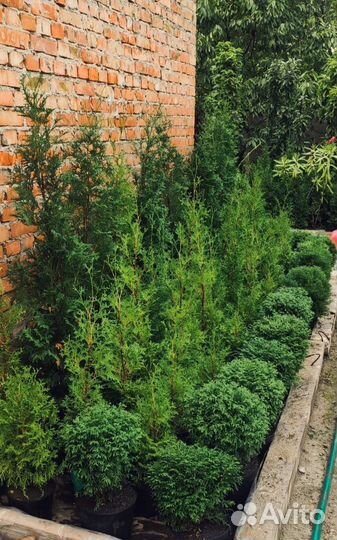 Хвойные растения