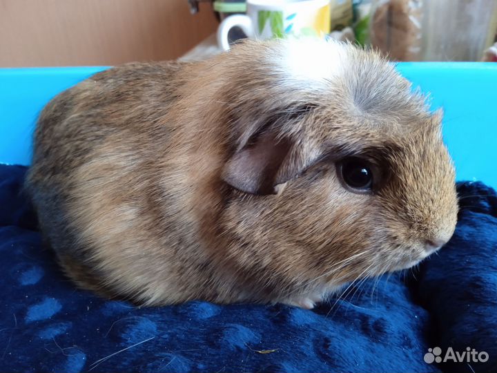 Морские свинки девочки