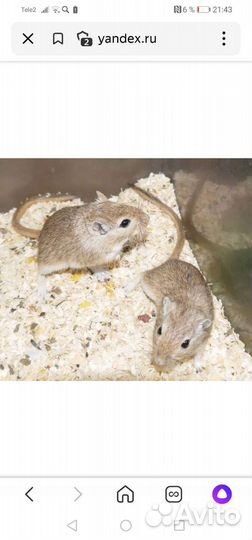 Монгольская песчанка