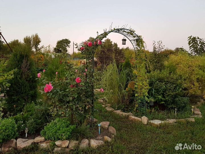 Спартина гребенчатая