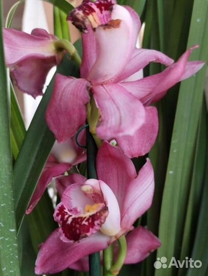 Орхидея цимбидиум взрослая