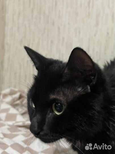 Кот в добрые руки