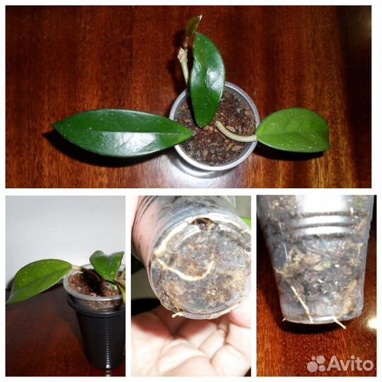 Домашние растения