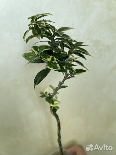 Чинотто вариегатный коллекционная редкость