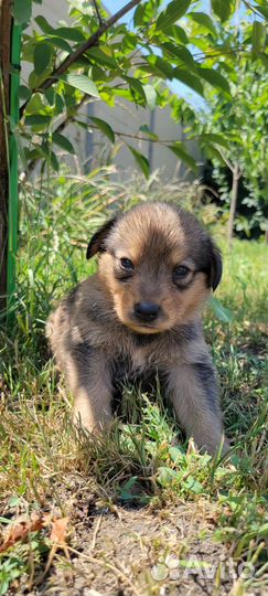 Отдам бесплатно щенки