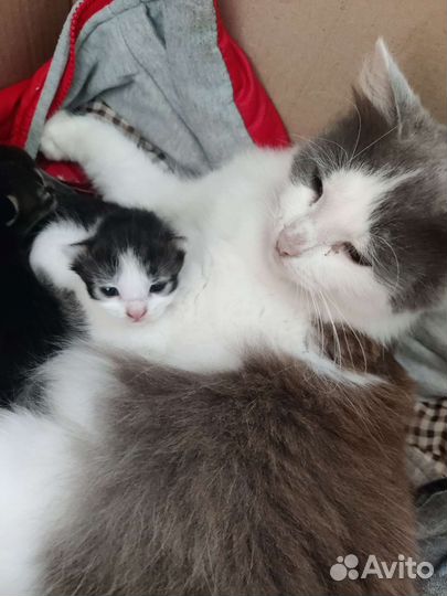 Котята в добрые руки
