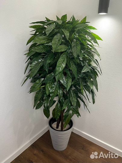 Озеленение помещений / деревья / фитокартины