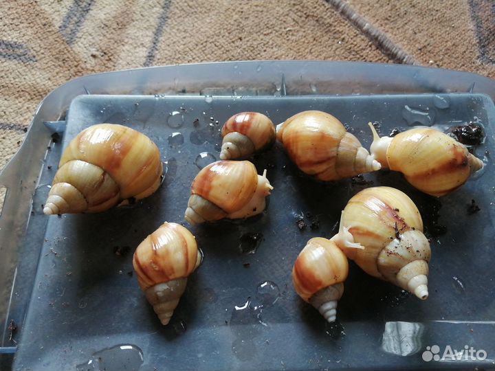 Улитки ахатины маленькие