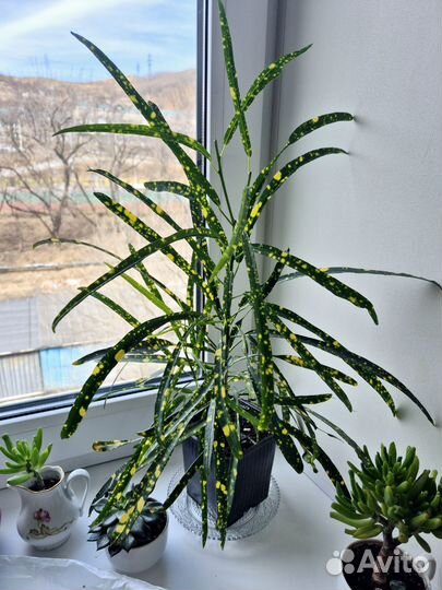 Кротон аглаонема суккуленты