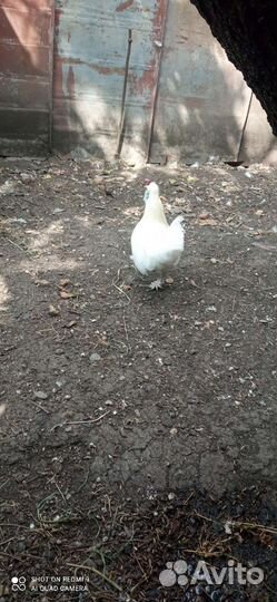 Китайские шелковые куры