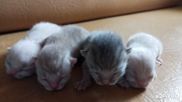 Котята серебристая шиншилла
