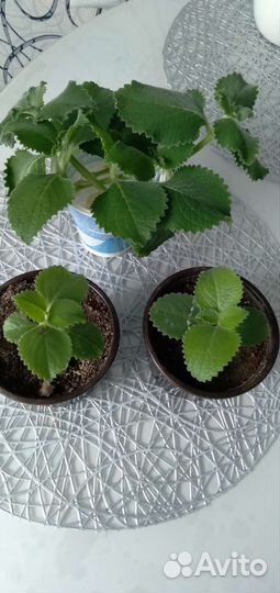 Комнатная мята