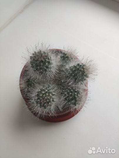 Кактус опунция пушистая