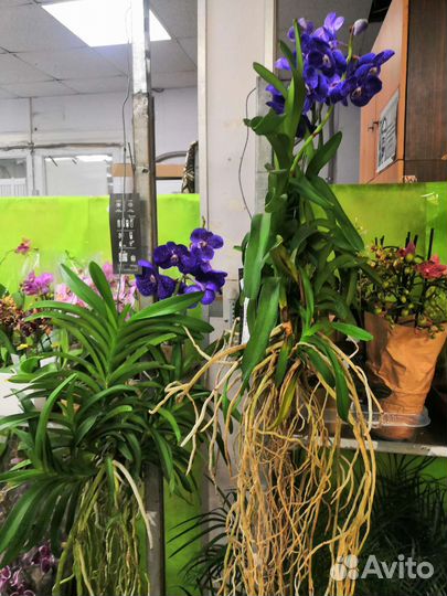 Орхидея. Фаленопсис. Цимбидиум. Дендробиум