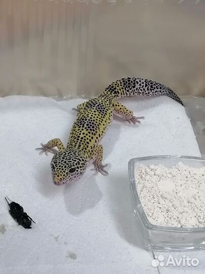 Геккон эублефар