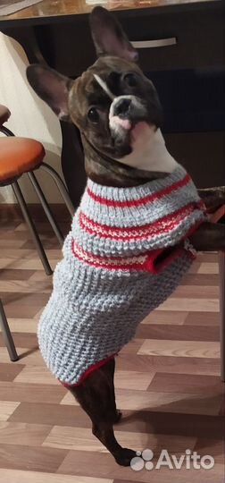 Одежда для собак