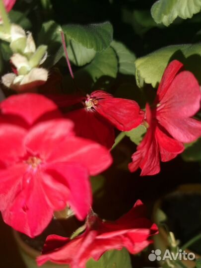 Цветы домашние в горшках