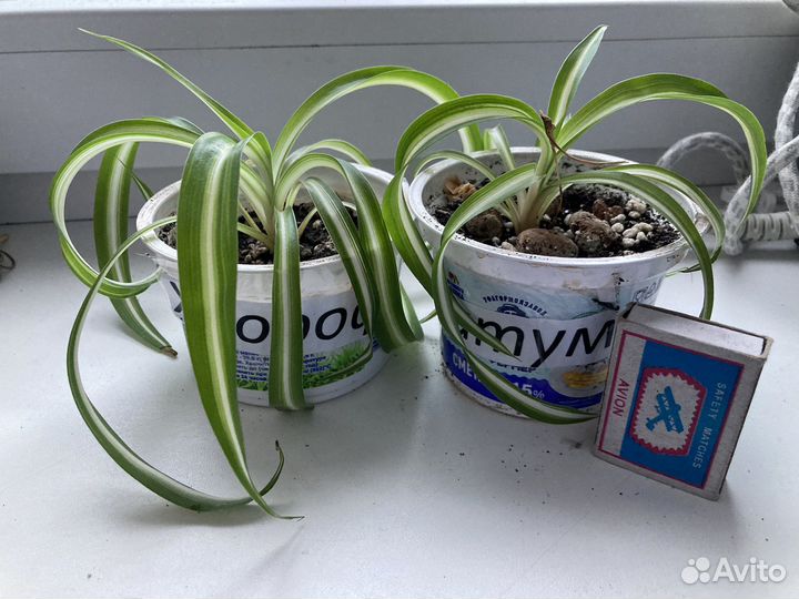 Комнатные цветы