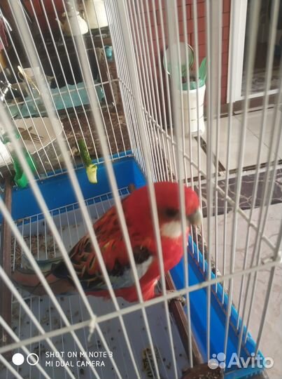 Говорящий попугай