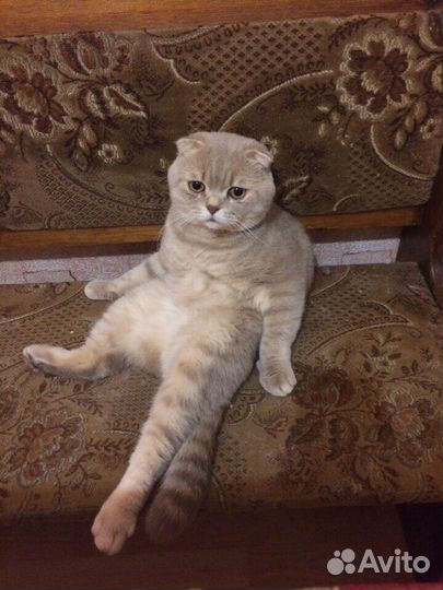 Кот для вязки