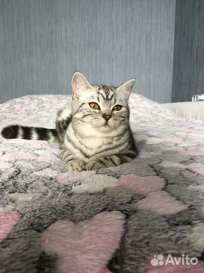 Мини-гостиница для кошек