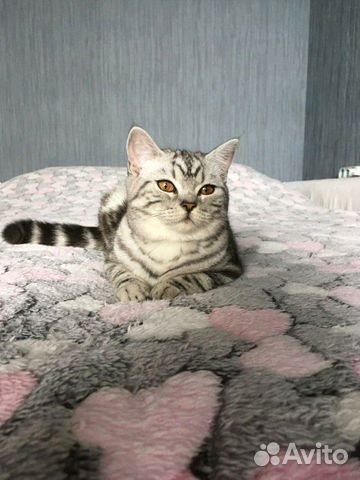 Мини-гостиница для кошек