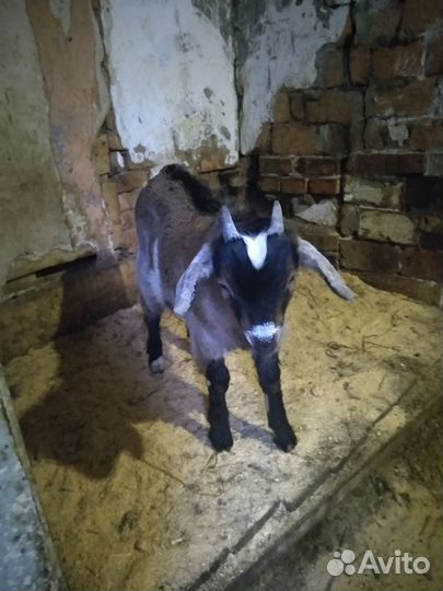 Козлик чехо нубийский, породный на племя