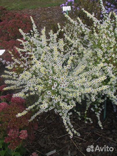 Вересковая астра белая кустовая