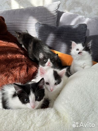 Отдам в добрые руки котят