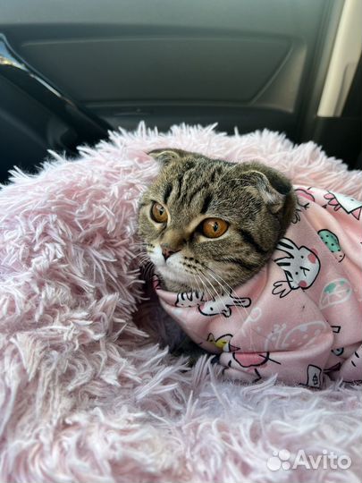 Шотландская вислоухая кошка вязка