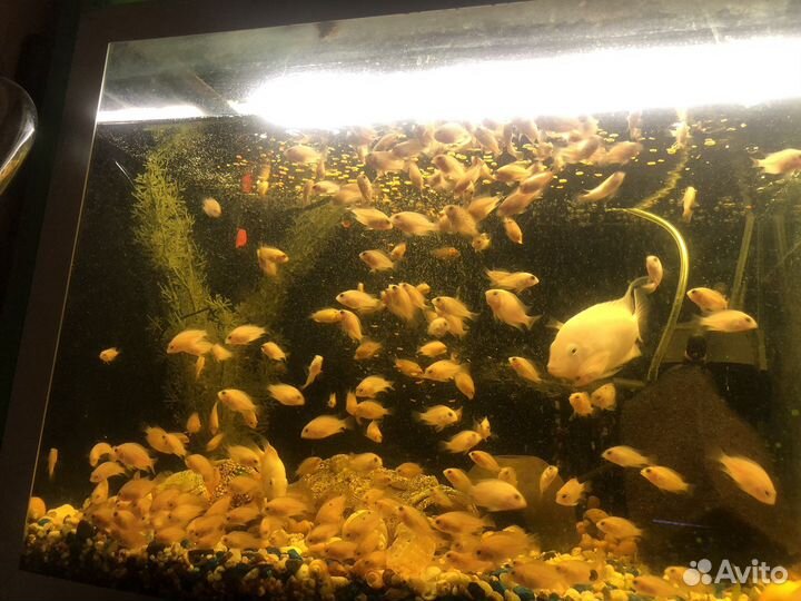 Цихлида фламинго, сапфировый попугайчик