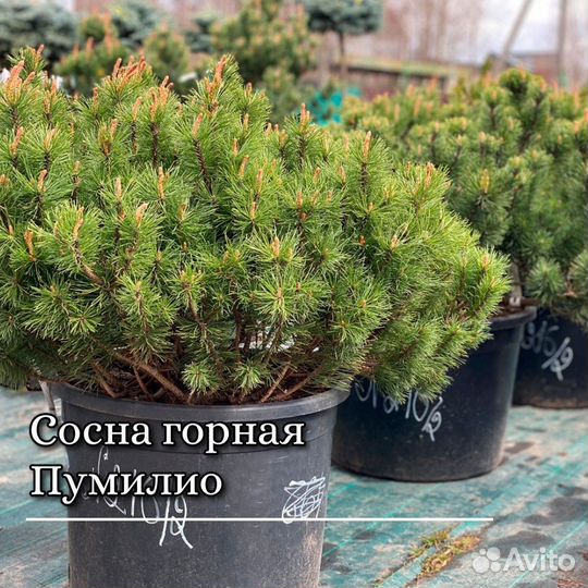 Сосна горная Пумилио