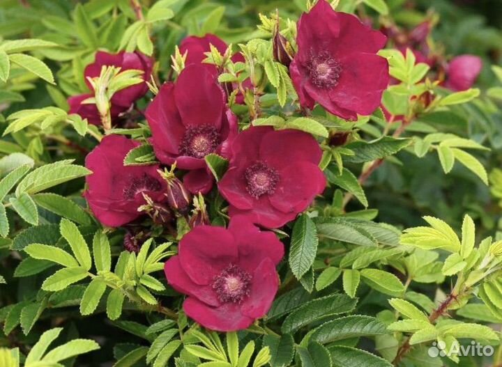 Зимостойкие сорта роз