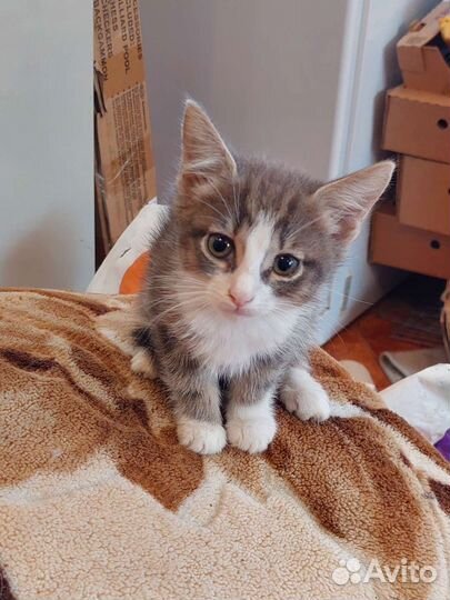 Котята черный, серый