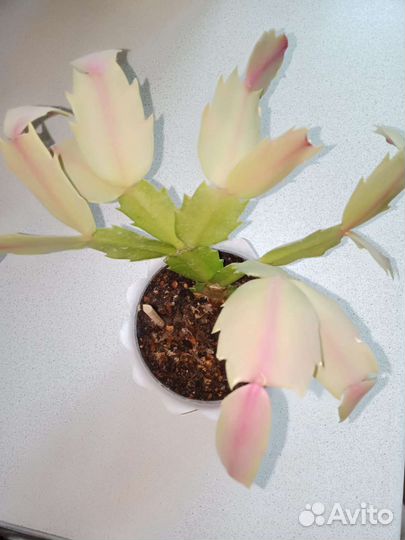 Цветок декабрист