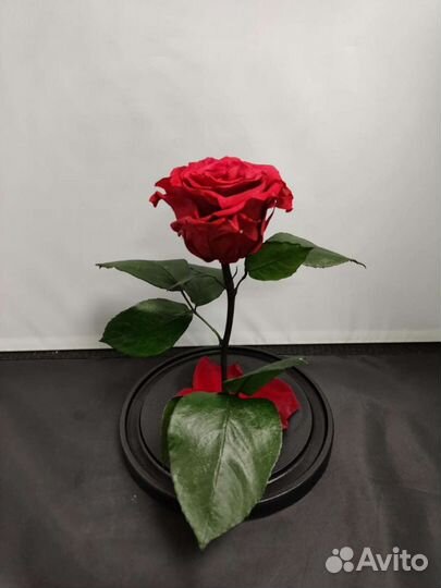 Роза в колбе оптом
