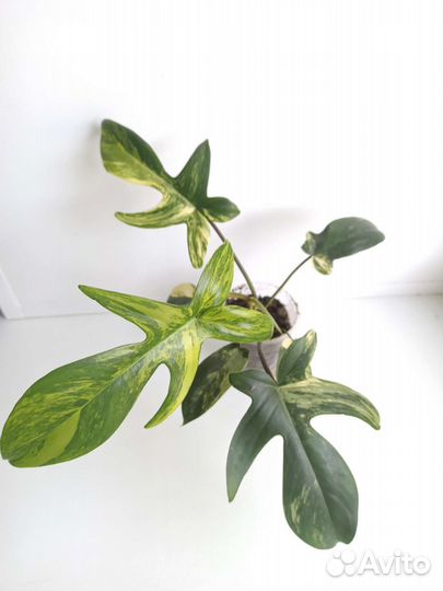 Филодендрон Magic mask