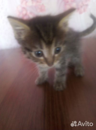 Котята в добрые руки бесплатно