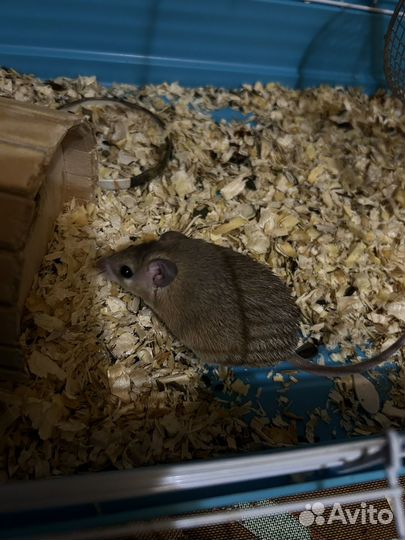 Иглистая мышь