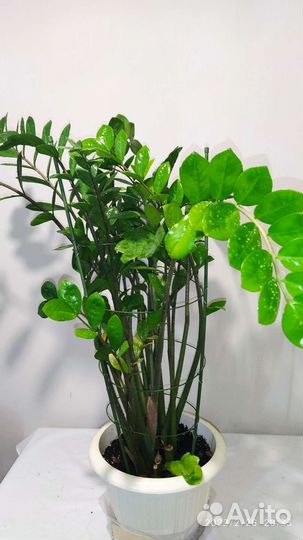 Замиокулькас