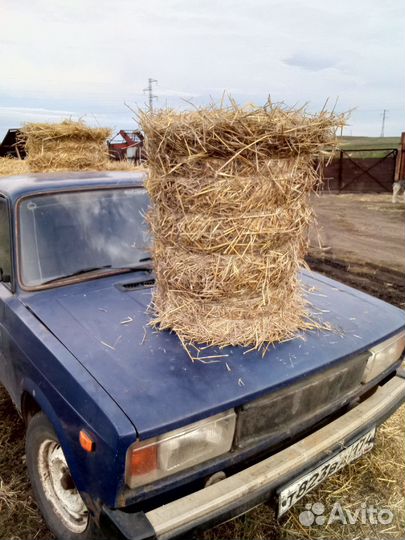 Корма для животных