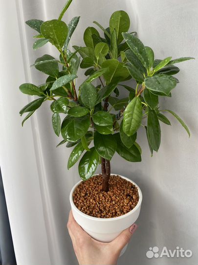 Укореню черенки сортовых фикусов