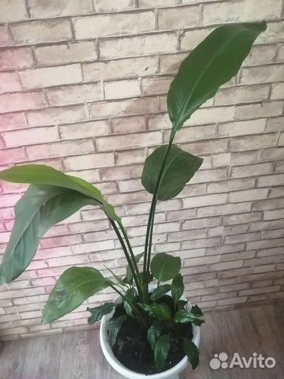 Стрелиция николая